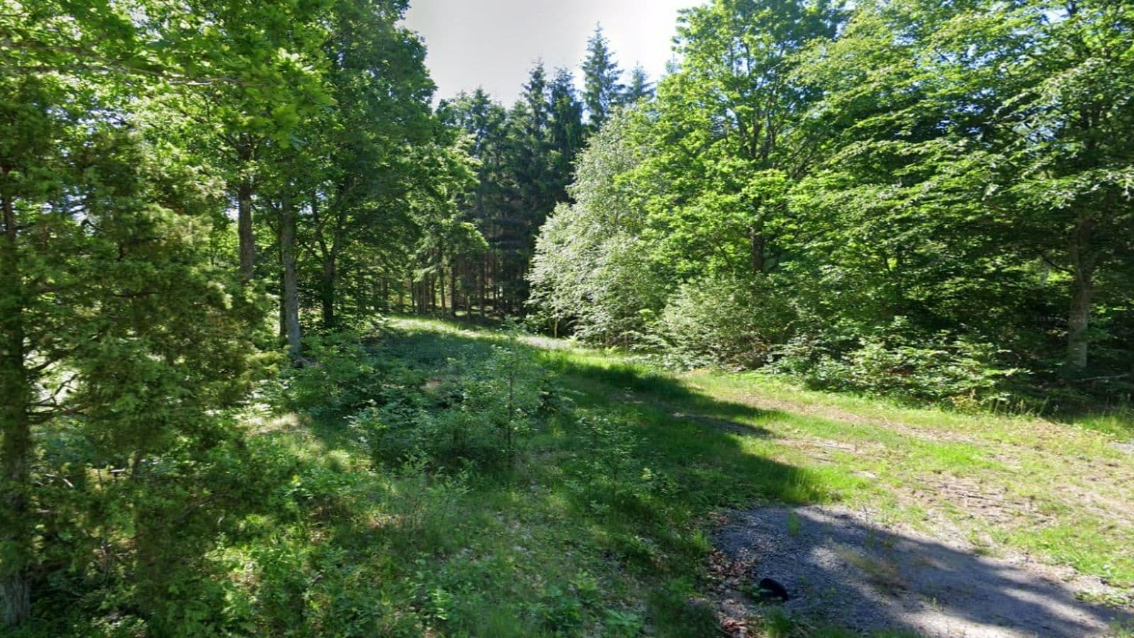 Vacker skogsplats - Image 1