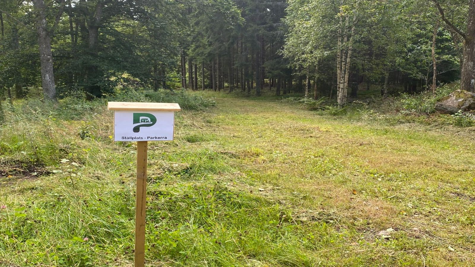 Vacker skogsplats - Image 4